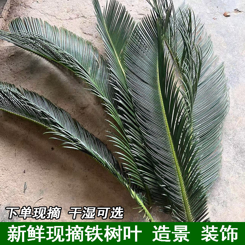 现摘新鲜铁树叶铁树叶子绿苏铁树叶子整枝婚庆插花装饰干花朱蕉叶,鲜花速递/花卉仿真/绿植园艺,花艺材料,淘宝优惠券,粉丝福利购,淘宝优惠卷