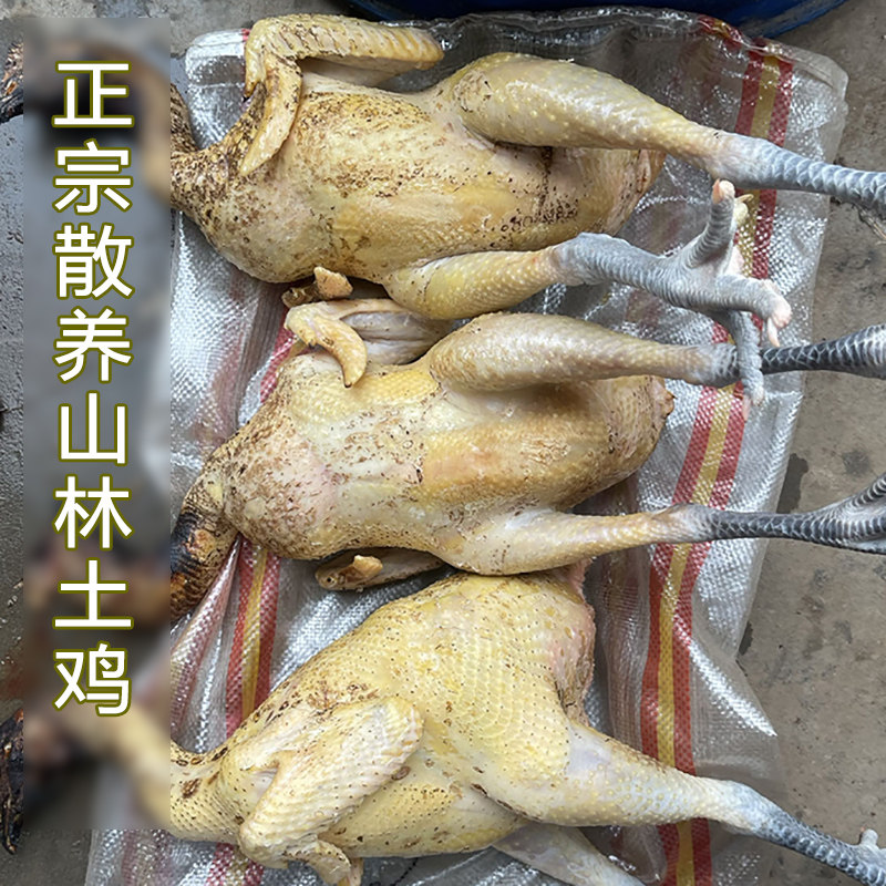新鲜现杀孕妇月子散养土鸡