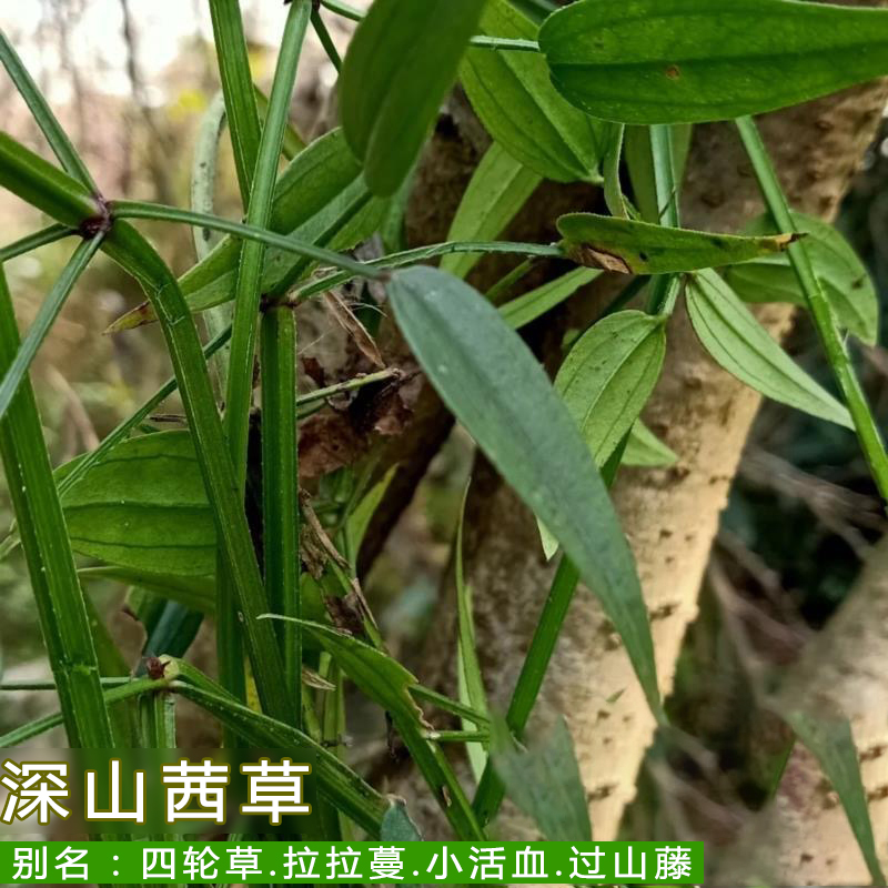 新鲜野小血藤中药材茜草红内红根草血见愁破血草四轮草