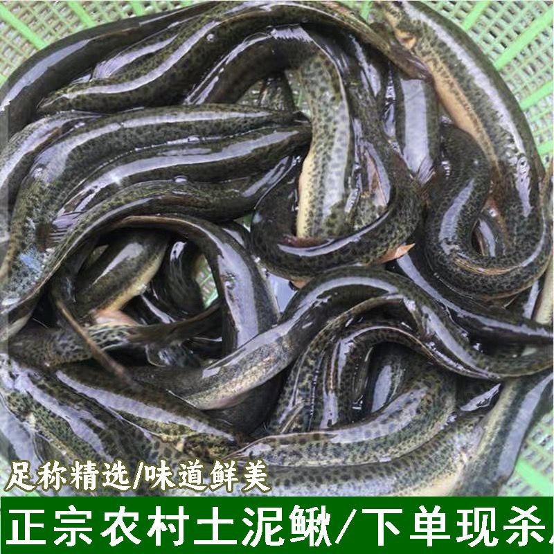 农村新鲜土泥鳅泥鳅鱼鲜活现杀淡水青鳅黄板鳅鱼味道鲜美鱼鳅泥鳅