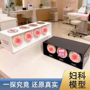 一探究竟指尖蜜境私密触感模型科普教育美容院产康黏膜通道妇产科