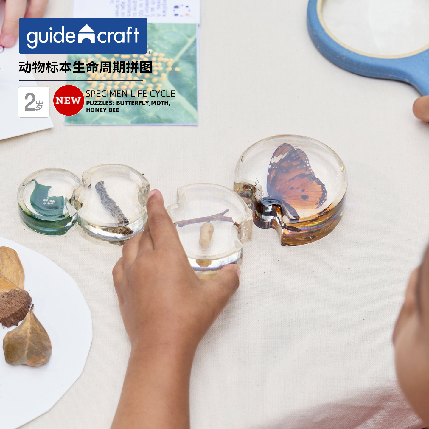 guidecraft蝴蝶标本生命周期拼图
