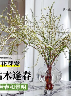 速发雪柳鲜枝带芽花苞水养干枝支水鲜插物客厅超长花期培切花枝条