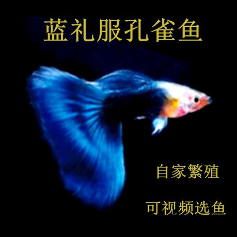 速发精品淡水热带观选德C蓝礼服孔雀鱼大系种鱼直播赏鱼免邮