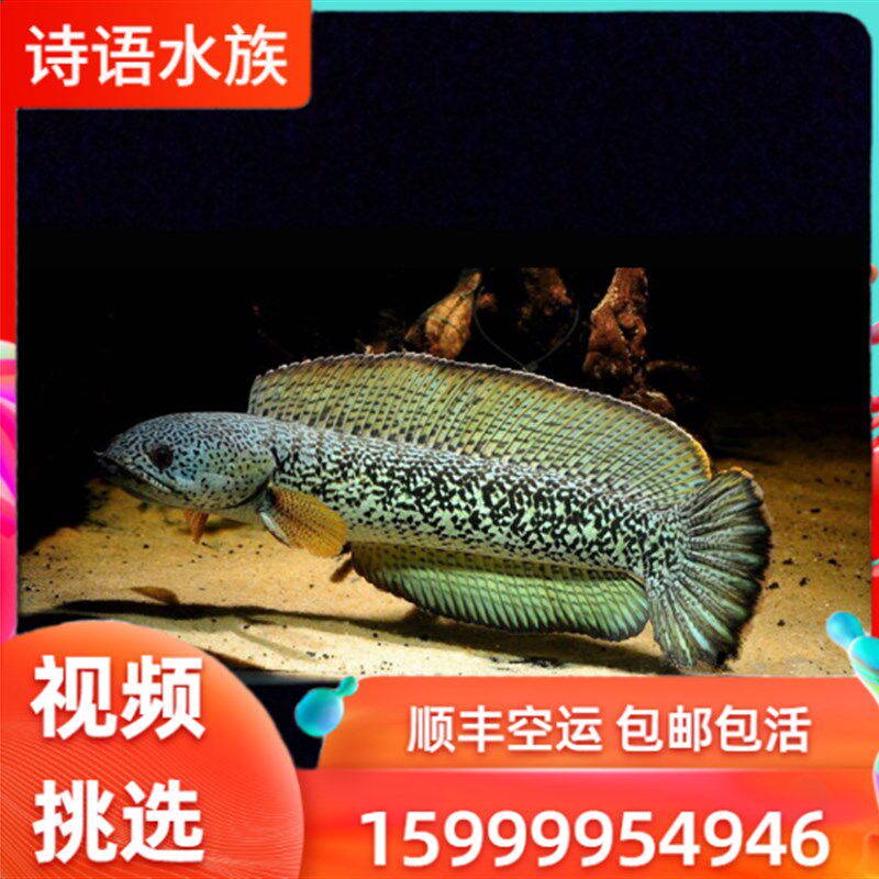 速发巴卡雷龙鱼黄雷蛇金鱼巴卡雷高鱼苗龙端雷龙鱼淡水好养活