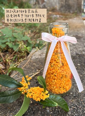 牛奶玻璃瓶秋日户外装桂花的瓶子diy透明收纳瓶家居装饰桌面摆件
