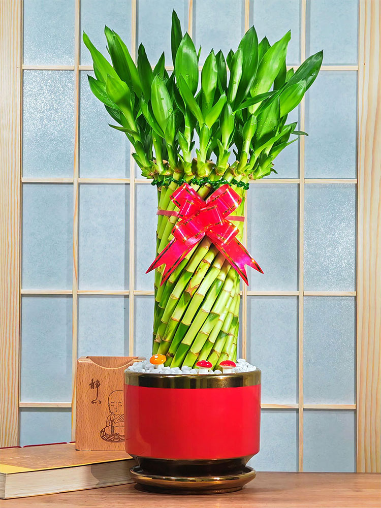 节节高富贵竹竹植物转客厅招颗财小sjr型盆栽文昌竹带根运土培大