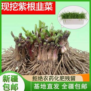 新疆西藏包邮新韭菜根苗四季紫根大宽叶现挖韭菜根红根韭菜根白根