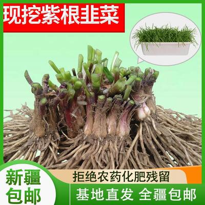 新疆西藏包邮新韭菜根苗