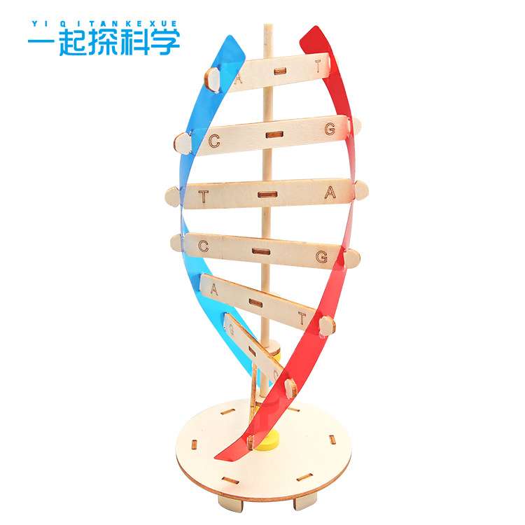 DNA双螺旋结构模型科技小制作手工diy人体基因生物科学实验器