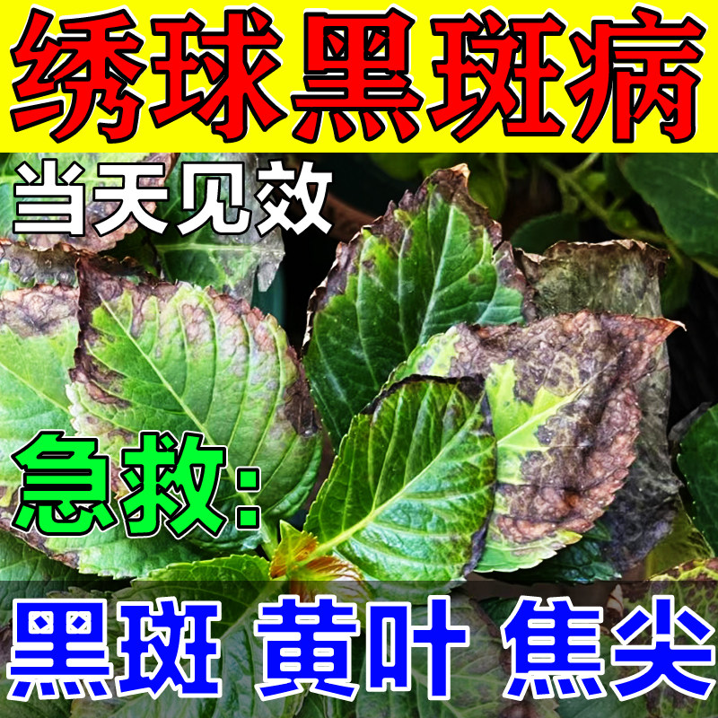 绣球黑斑病专用药水黄叶焦尖卷边杀菌剂杀虫剂肥料促花养花菌立清