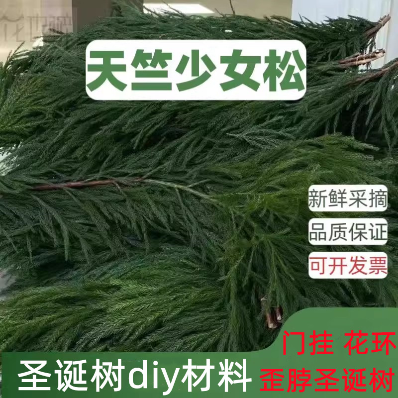 天竺少女松diy歪脖子圣诞树枝条