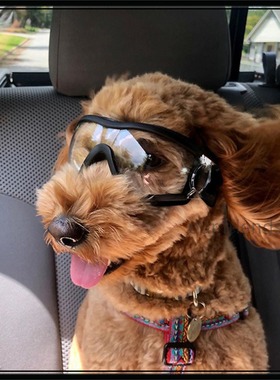 Dog Goggles Bears Teddy Fadou Pet Windproof Dog Glasses bord