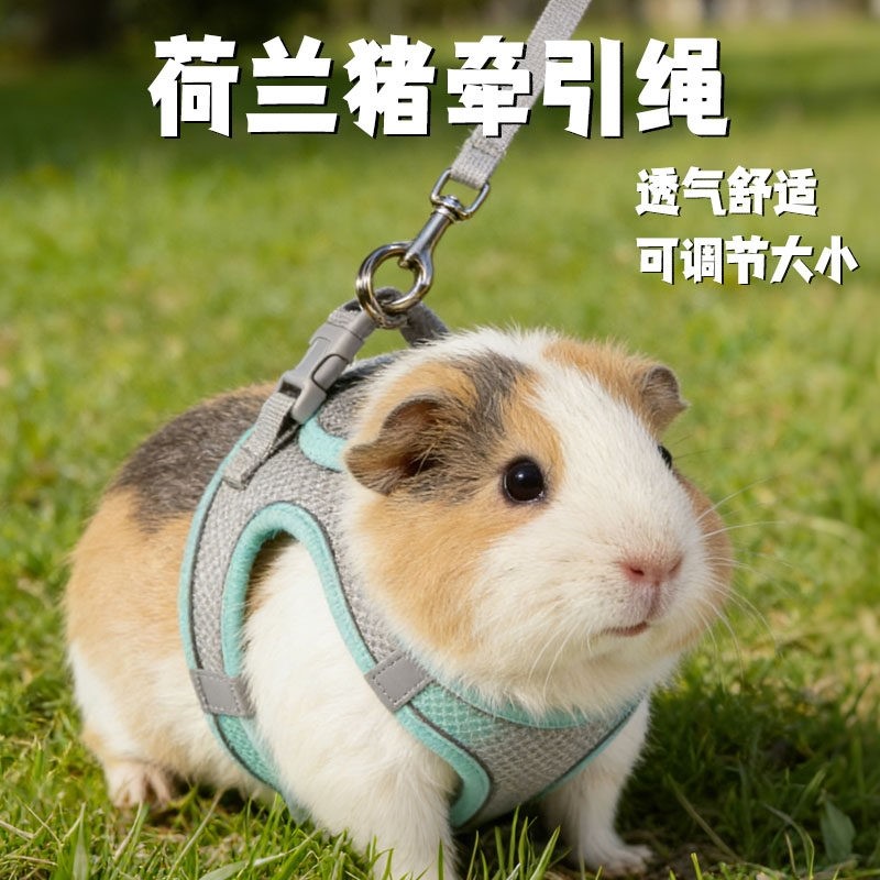 荷兰猪牵引绳专用夏季背心式绳子豚鼠外出牵引防挣脱神器宠物用品
