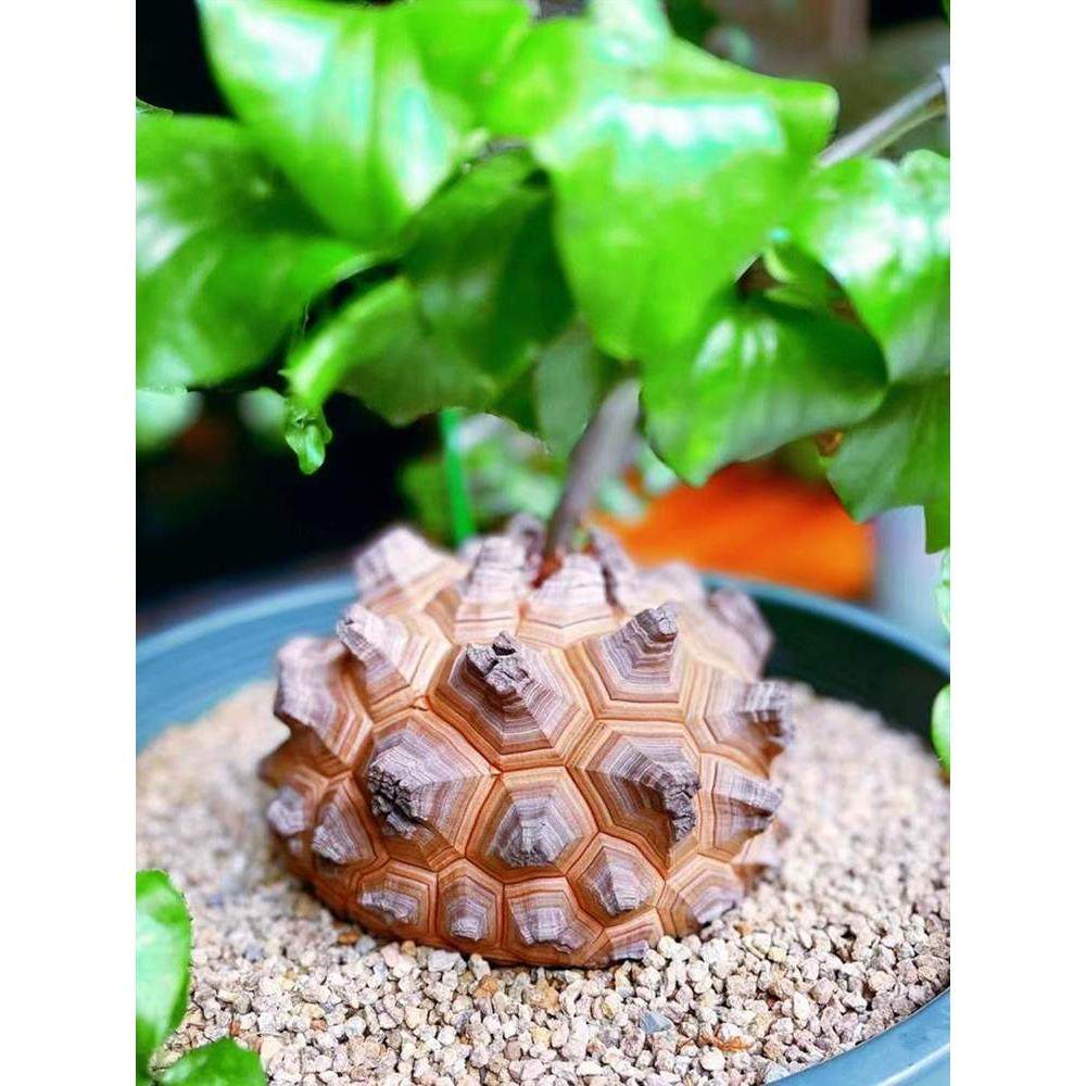 南非龟甲龙植物一物一拍爬藤多肉植萌宠稀有块根带盆栽好绿植包邮,居家日用,靴夹,淘宝优惠券,粉丝福利购,淘宝优惠卷