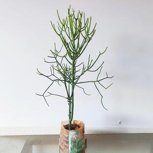 光棍树大戟科沙漠生植物特色绿化绿玉树神仙棒多肉植物庭院造易活