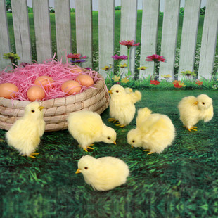 仿真小黄鸡仔模型玩偶小鸡崽玩具公仔小鸡娃道具假小鸡会叫的发