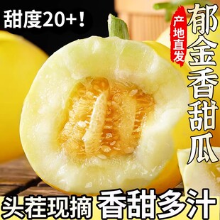 正宗云南郁金香甜瓜新鲜大水果脆奶香小蜜蜂罐应当季现摘整箱J
