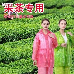 雨衣采茶专用雨裤 女防暴雨雨衣男 套装 全身防水分体成人外穿分体式