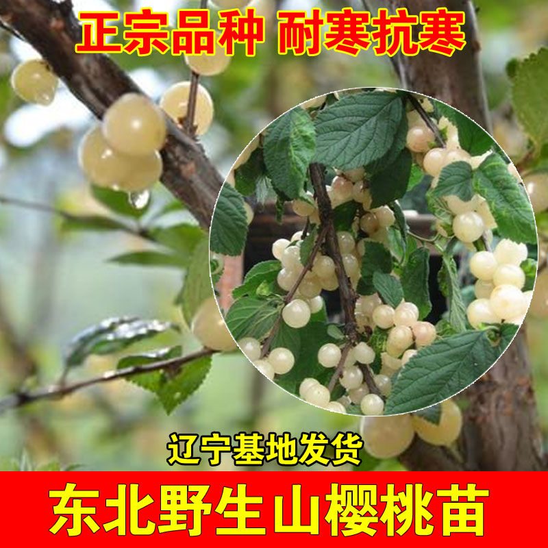 抗冻小樱桃白玉毛樱桃苗耐寒山樱野生白樱桃树苗盆栽地栽当年结果