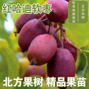 红哈迪软枣猕猴桃苗园枣子东北耐寒爬藤软枣苗盆栽地栽红色软枣苗