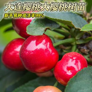 大连大樱桃树苗嫁接大樱桃苗盆栽地栽特大樱桃苗南北种植当年结果