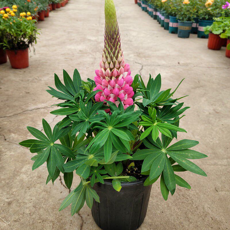 羽扇豆鲁冰花盆栽大苗阳台庭院花园耐寒花卉绿植多年x生好养带花