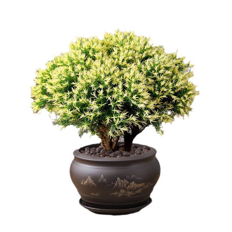 雾松盆栽黄金雾凇盆景四季常青植物客h厅办公桌面绿植室内花卉好