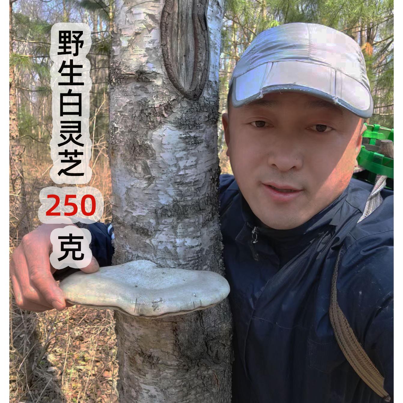 长白山野生白灵芝白玉灵芝新货整枝白边桦剥管菌正品250g