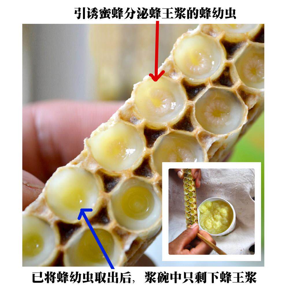 蜂浆新王鲜生纯正天然 野蜂农家自产春浆500蜂乳g蜂LVM皇浆包邮