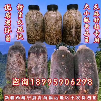 天麻密环菌/萌发QMI菌茯苓专菌/买 多更用画/ 划算包邮