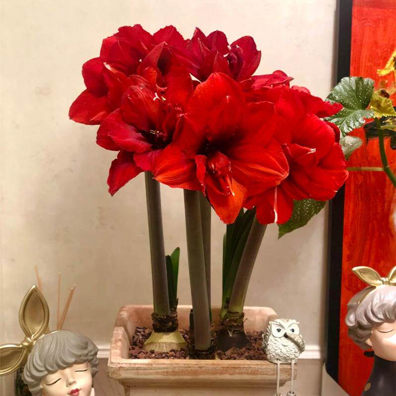 新品进口朱顶红重瓣大花双王盆栽室内外阳台庭院耐寒年宵花卉好养