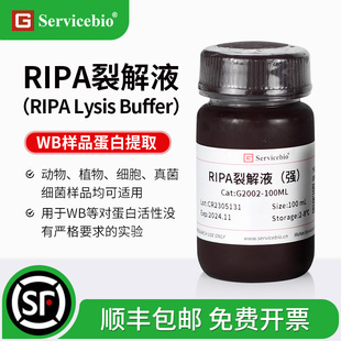 赛维尔 RIPA裂解液 强/弱 细胞/组织快速裂解 PAGE/WB 提取蛋白