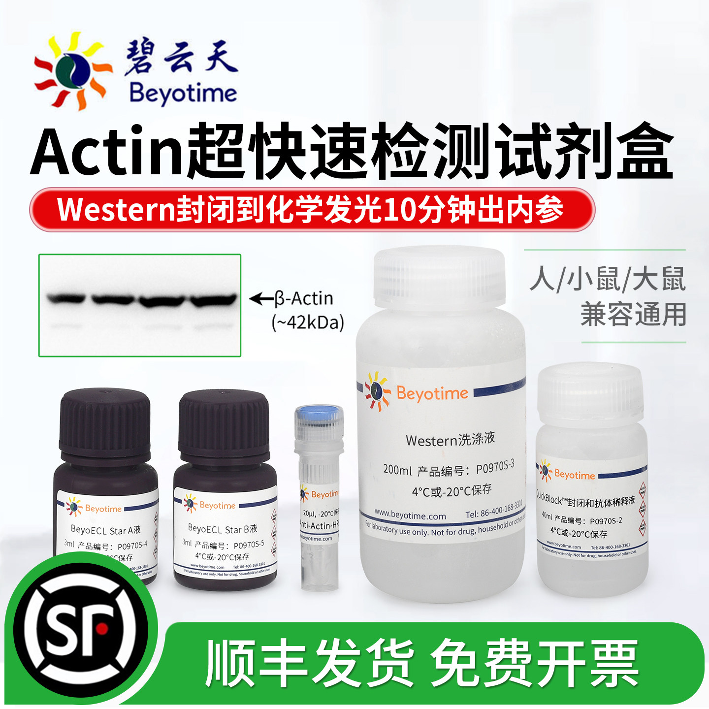 碧云天Actin检测试剂盒10分钟