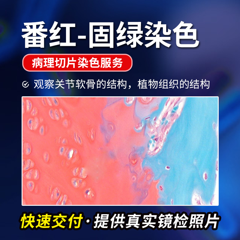 番红固绿染色关节软骨染色