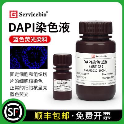 赛维尔 DAPI染色试剂（即用型）细胞核染色液呈亮蓝色荧光 IF可用