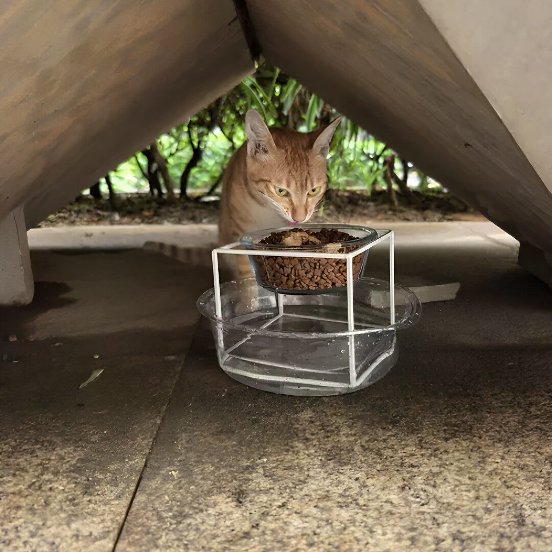 流浪猫喂食碗防蚂蚁防蜗牛保护颈椎猫碗增高架户外动物吃饭玻璃碗
