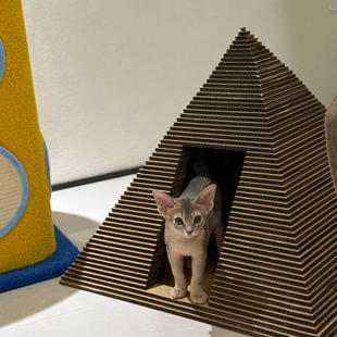 金字塔猫窝猫抓板一体四季通用自嗨解闷耐磨不掉屑猫爬架猫咪用品