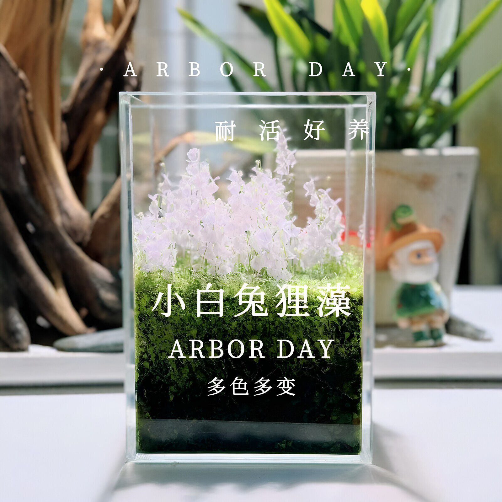 小白兔狸藻桌面美化绿植装饰海妖女狸藻盆栽易养活食虫草装饰摆件