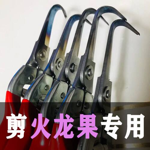广西火龙果阎芽剪枝条剪芽刺专用剪刀角剪勾剪火龙果火龙果修枝剪