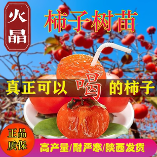 陕西火罐柿子树苗珍珠蜜柿子苗火晶嫁接红灯笼柿子树苗南北方种植