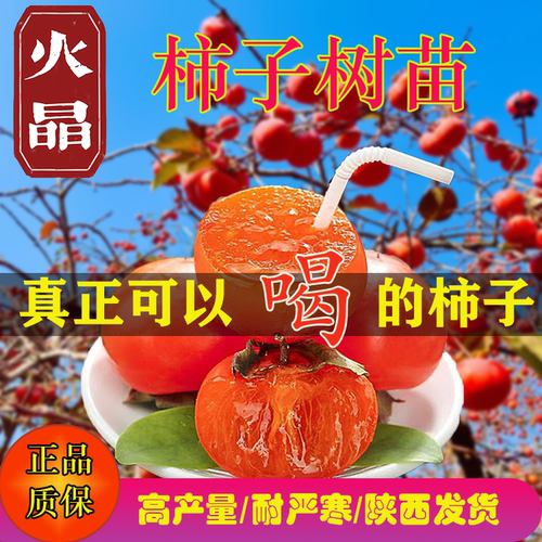 陕西火罐柿子树苗珍珠蜜柿子苗火晶嫁接红灯笼柿子树苗南北方种植