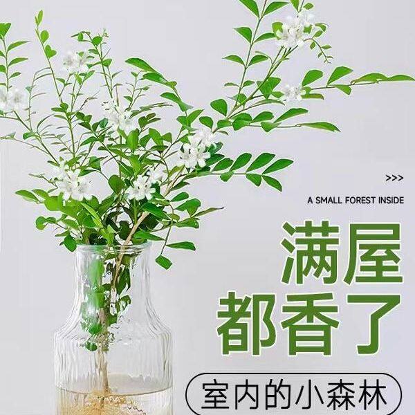 九里香盆栽四季开花水培植物桌面绿植室内发财树水养花卉懒人好养