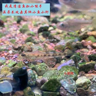溪涧原生 棒花鱼 小鳔鮈 吸鳅 花鳅 清洁除藻翻砂 冷水工具鱼