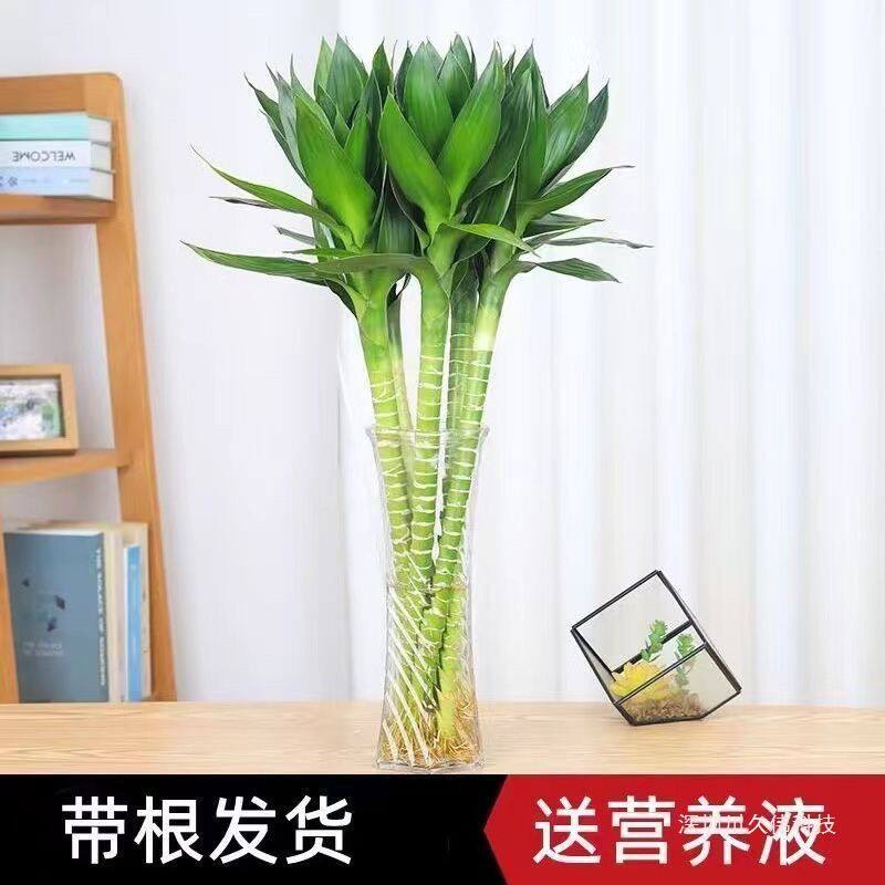 文昌竹带根观音竹荷花竹富贵竹水培植物办公室内水养绿植净化空气