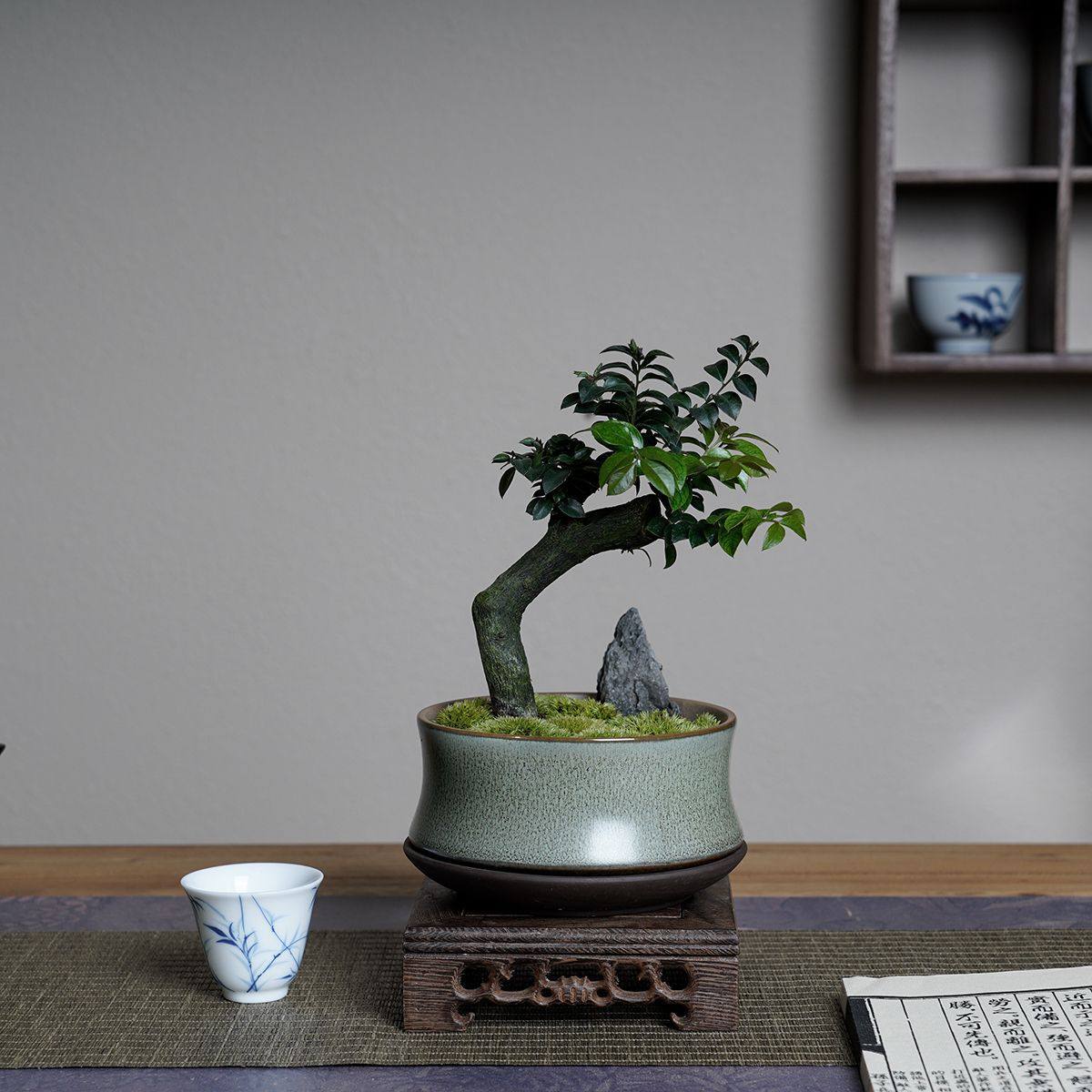 千花匠小叶紫檀盆景树桩室内花卉植物办公桌面绿植千黑骨茶