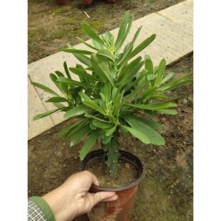 霸王鞭植物龙骨 仙人柱 仙人柱 金刚杵 量天尺 刺金刚盆栽老桩