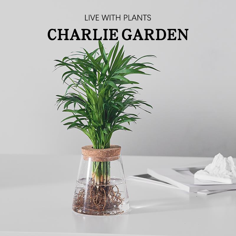 北欧情绪解压水培植物室内好养花卉绿植办公室放轻松春羽小盆栽