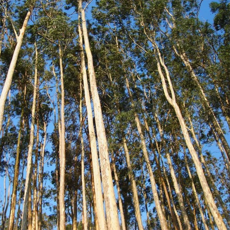 速生桉树种子巨桉大小广林9号树种子蓝按桉树籽 林木种子新种包邮