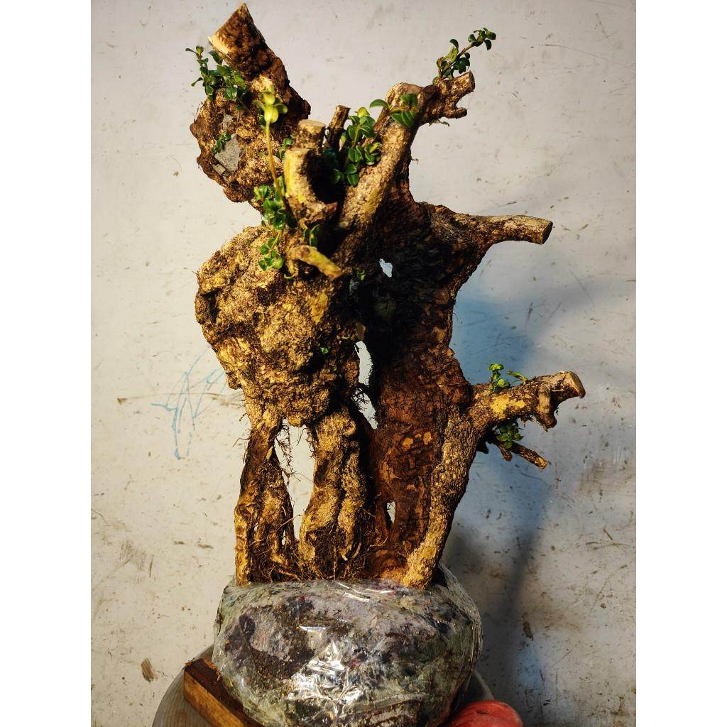 ��̨�����辰Ư�����ͻ�����׮СҶ������׮��׮���ع��ӻ����辰